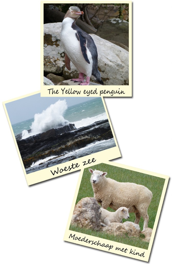 blog column journalist redacteur tekstschrijver wereldreis reizen schrijven avontuur Nieuw Zeeland zee oceaan natuur Zuidereiland Noordereiland yellow eyed penguin golf rots schaap gras